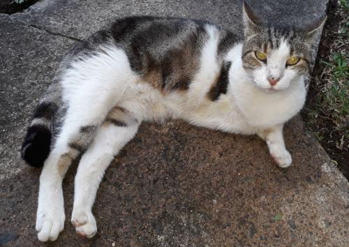 Lost Male Cat last seen shropshire and wiltshire streets, Miller, NSW 2168