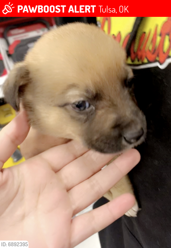 Lost Female Dog in Tulsa, OK 74128 Named Daisy (ID 6892395) PawBoost