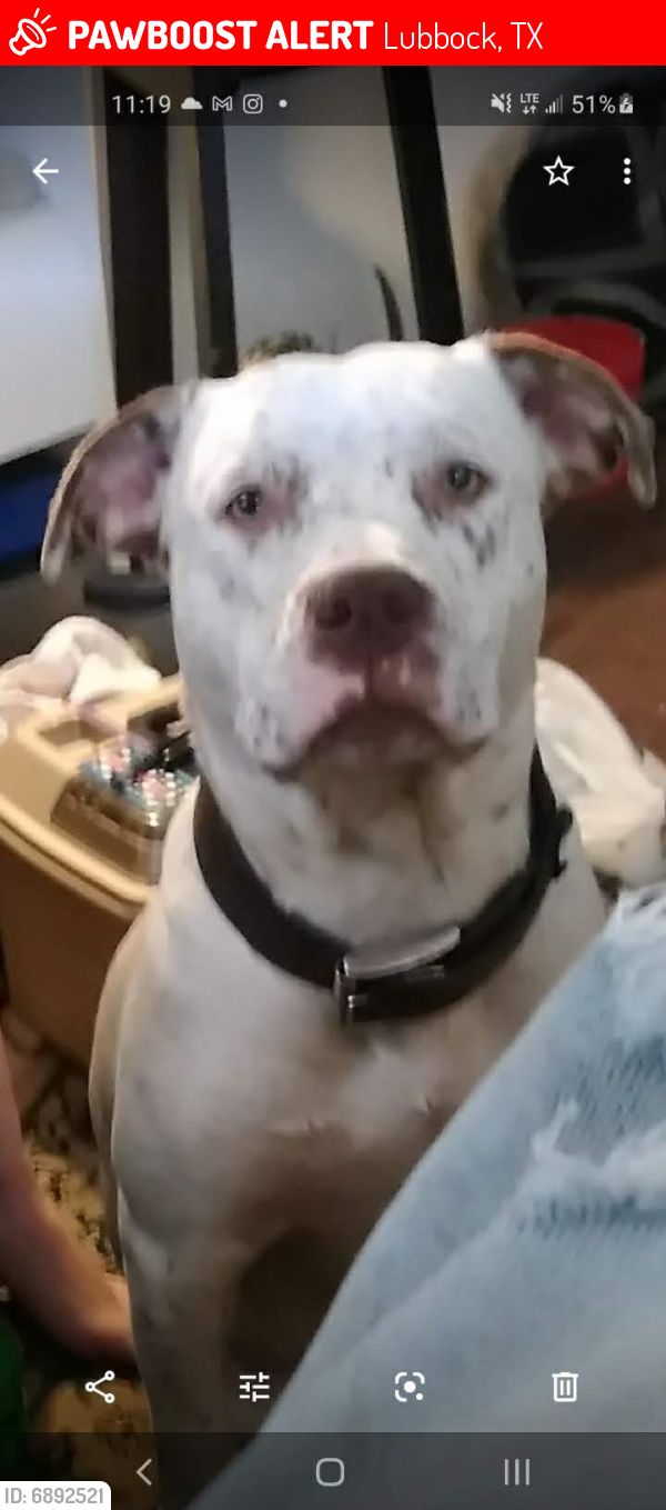 Lost Male Dog in Lubbock, TX 79415 Named Hozz (ID: 6892521) | PawBoost