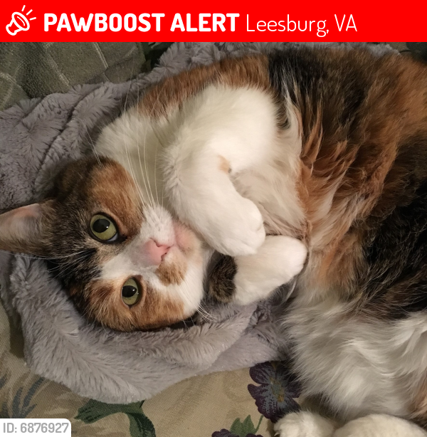 Lost Female Cat last seen Nottoway Street & Harrison Street, Leesburg, VA 20175