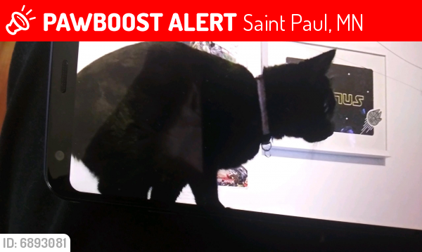 Lost Female Cat last seen Kingsford and Rose, Saint Paul, MN 55106