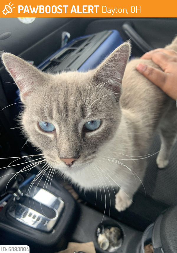 Found/Stray Unknown Cat last seen Holt and Easton Street , Dayton, OH 45402
