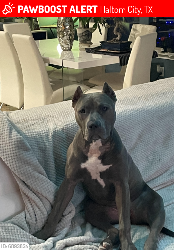 Lost Female Dog last seen Beach St and Airport Fwy, Haltom City, TX 76111