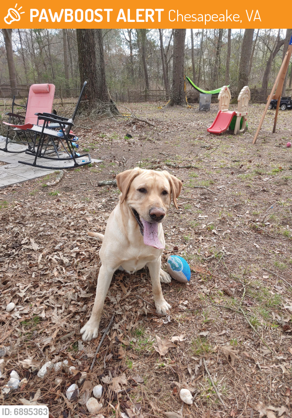 Found/Stray Male Dog last seen Bishop st, Chesapeake, VA 23323