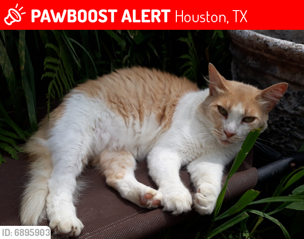 Deceased Male Cat last seen Cologne Dr/Aste Lane, Houston, TX 77065