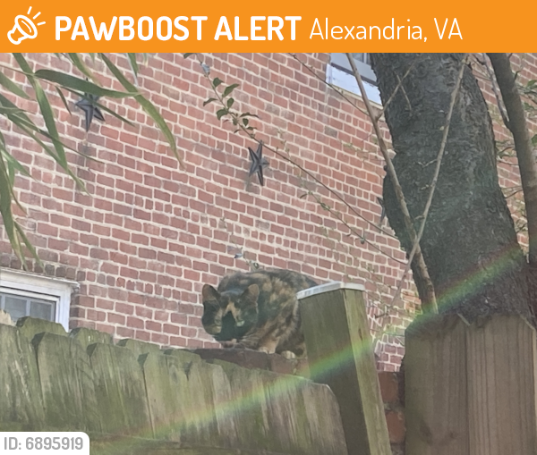 Found/Stray Unknown Cat last seen Cameron St. x Patrick St., Alexandria, VA 22314