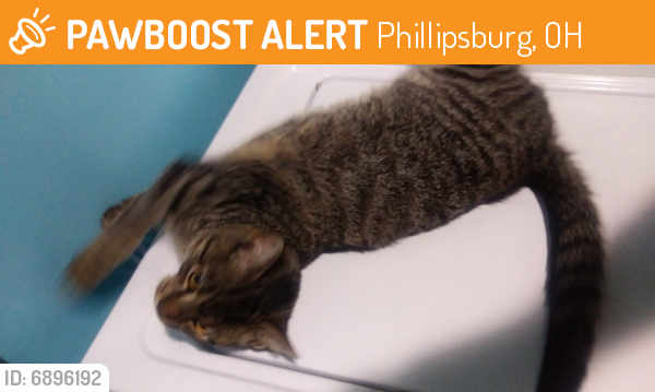 Found/Stray Male Cat last seen N state street, Phillipsburg, OH 45322