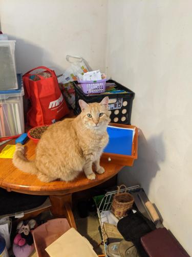Lost Male Cat last seen Love's Park , Loves Park, IL 61111