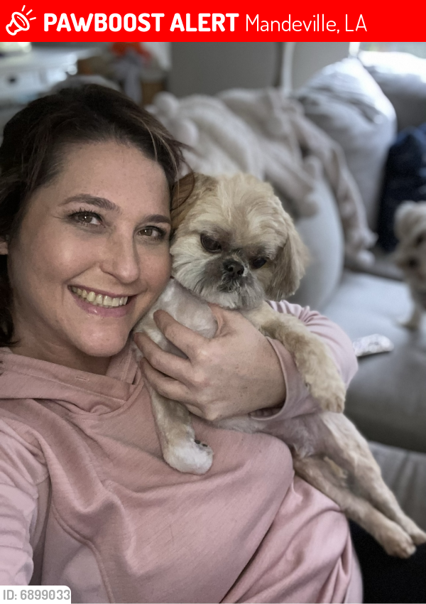 Mandeville, LA Lost Male Dog, Rex Is Missing PawBoost