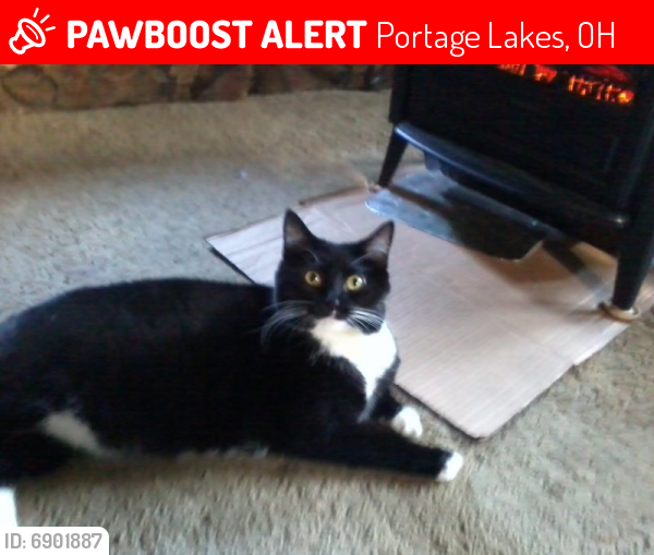 Deceased Female Cat last seen Boston, Melcher, Portage Lakes, OH 44319