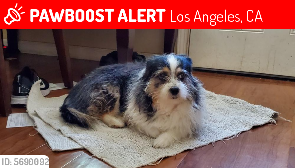 Lost Female Dog last seen  W 105th St, Los Angeles, CA 90003