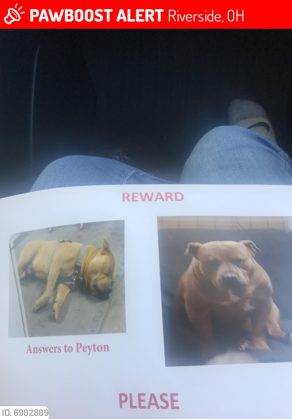 Lost Male Dog last seen Lorella in pleasant valley, Riverside, OH 45431