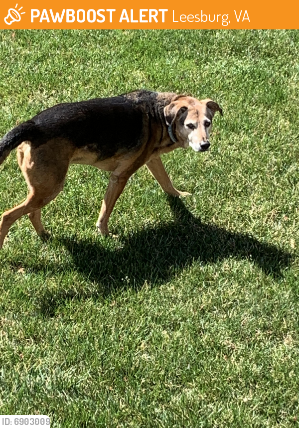 Found/Stray Unknown Dog last seen Hundred Acres Lane , Leesburg, VA 20175