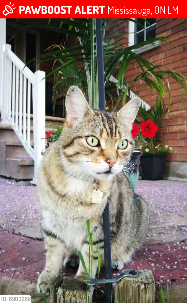 Lost Male Cat in Mississauga, ON L5M Named Theodore (ID 6903268) PawBoost