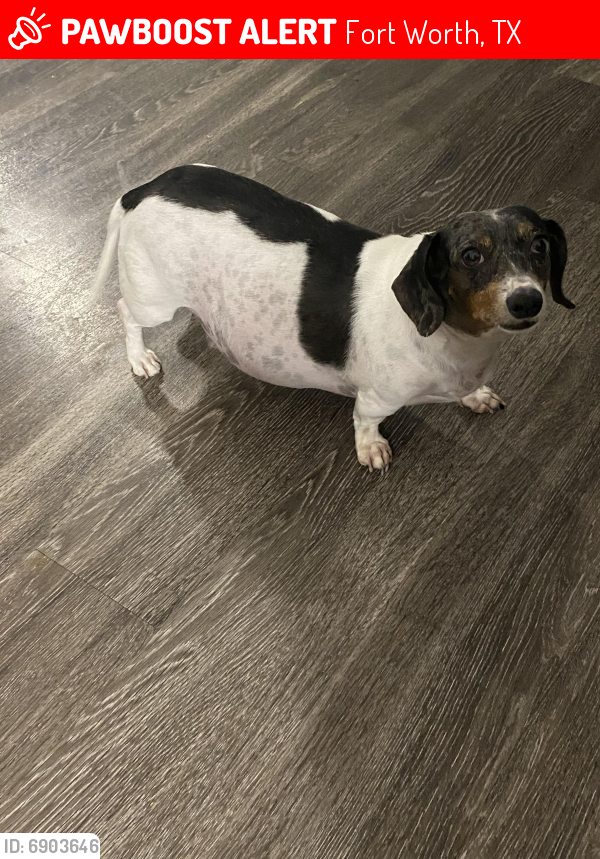 Lost Female Dog last seen Terrace of Marine Creek Apartments, Fort Worth, TX 76135