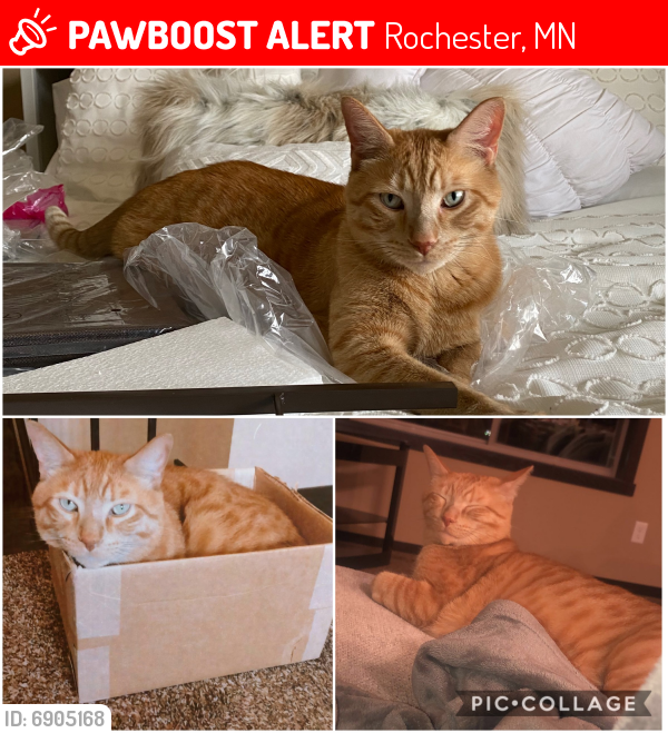 Lost Male Cat last seen Turnberry Dr SE, Rochester, MN 55904