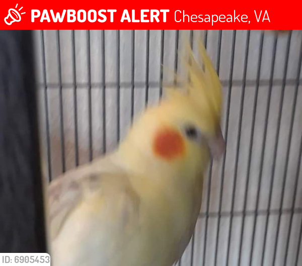 Lost Unknown Bird last seen Hanbury and Battlefield, Chesapeake, VA 23322