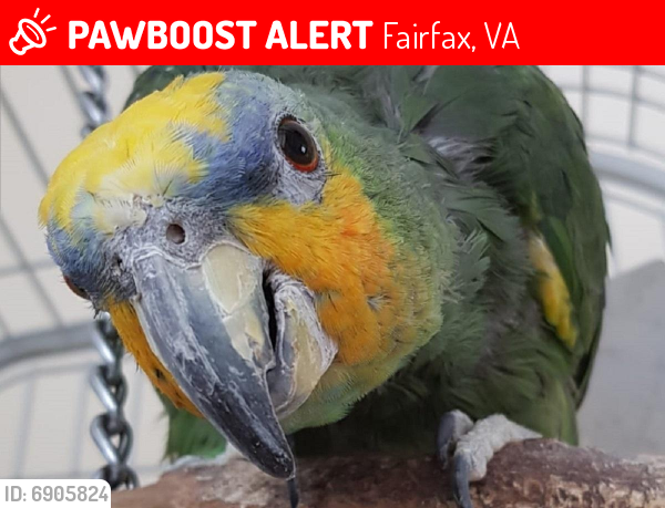 Lost Female Bird last seen fairfax, Fairfax, VA 22032