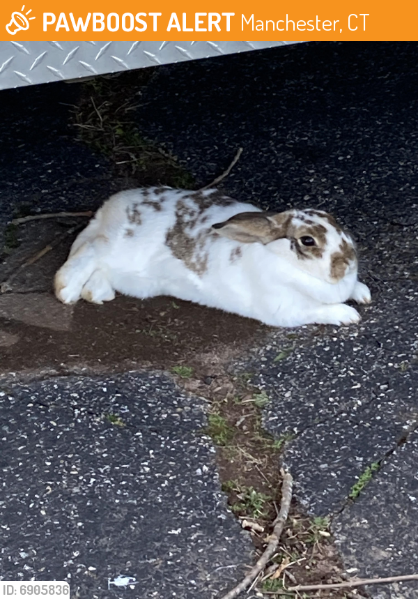Found/Stray Unknown Rabbit last seen Corner of chairs and elvree, Manchester, CT 06042