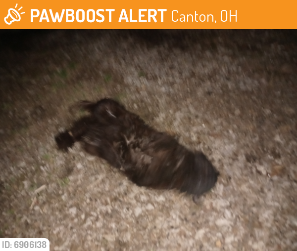 Surrendered Male Cat last seen Plain Ave Ne, Canton, OH 44714
