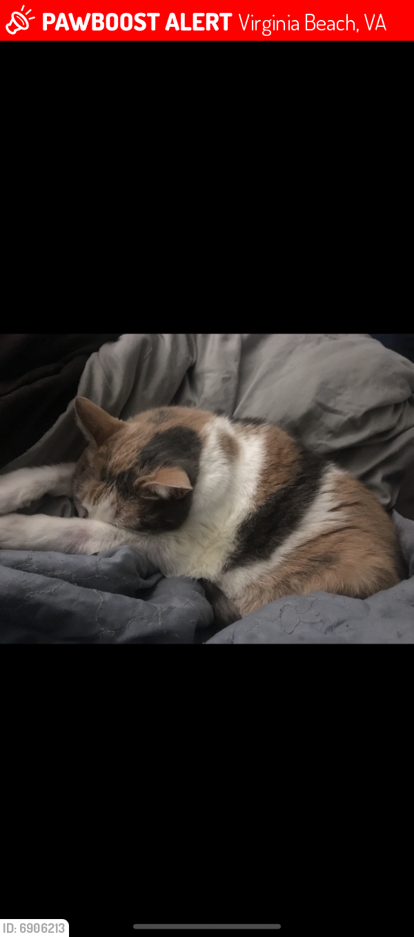 Lost Female Cat last seen Mossycup dr, Virginia Beach, VA 23462