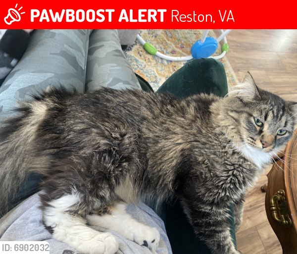 Lost Unknown Cat last seen Roundleaf ct. and Beacontree , Reston, VA 20190