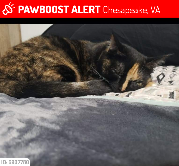 Lost Female Cat last seen Marlboro street by the church, Chesapeake, VA 23323
