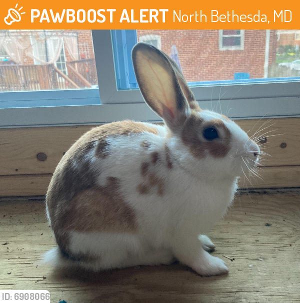 Found/Stray Unknown Rabbit last seen Rockinghorse Road, North Bethesda, MD, North Bethesda, MD 20852