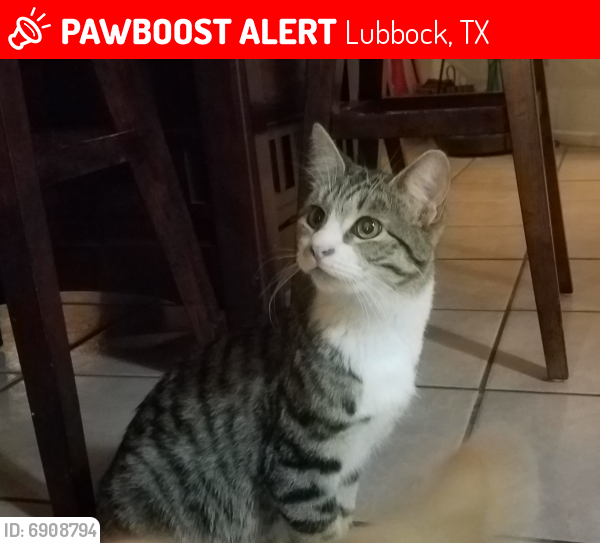 Lost Male Cat last seen Near Avenue V , Lubbock, TX 79423