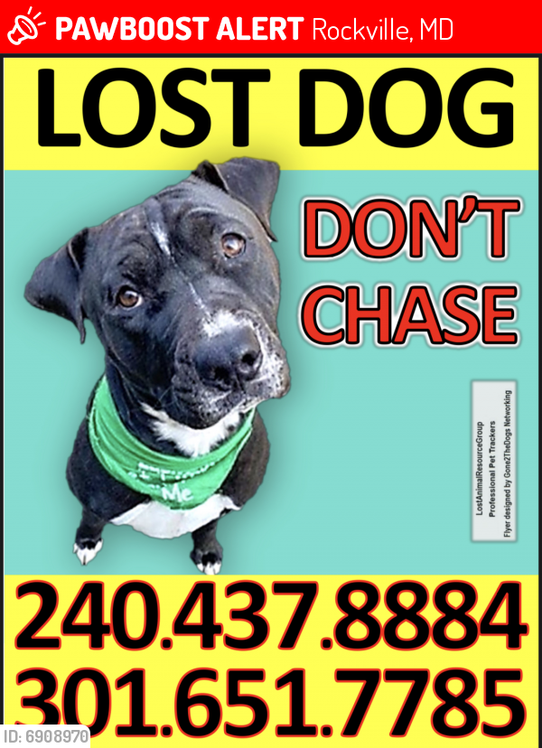 Lost Female Dog last seen Near East Jefferson Street Rockville MD 20852, Rockville, MD 20852