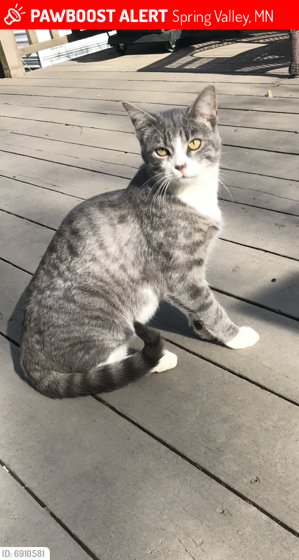 Lost Male Cat last seen Near W. Jefferson Street, Spring Valley, MN 55975