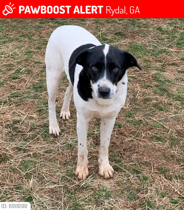 Lost Male Dog last seen Hwy 411 NE, Rydal, GA 30171