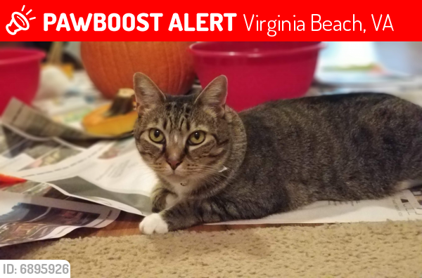 Lost Male Cat last seen Manassas Run and Wilson Creek Rd, Virginia Beach, VA 23464
