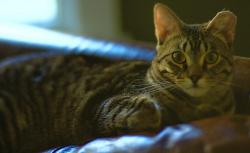 Lost Male Cat last seen Webster Rd between 86th and Canyon, Graham, WA 98338