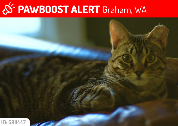 Lost Male Cat last seen Webster Rd between 86th and Canyon, Graham, WA 98338
