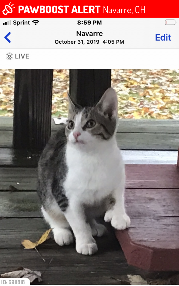 Lost Male Cat last seen PJ Lohr School, Navarre, OH 44646