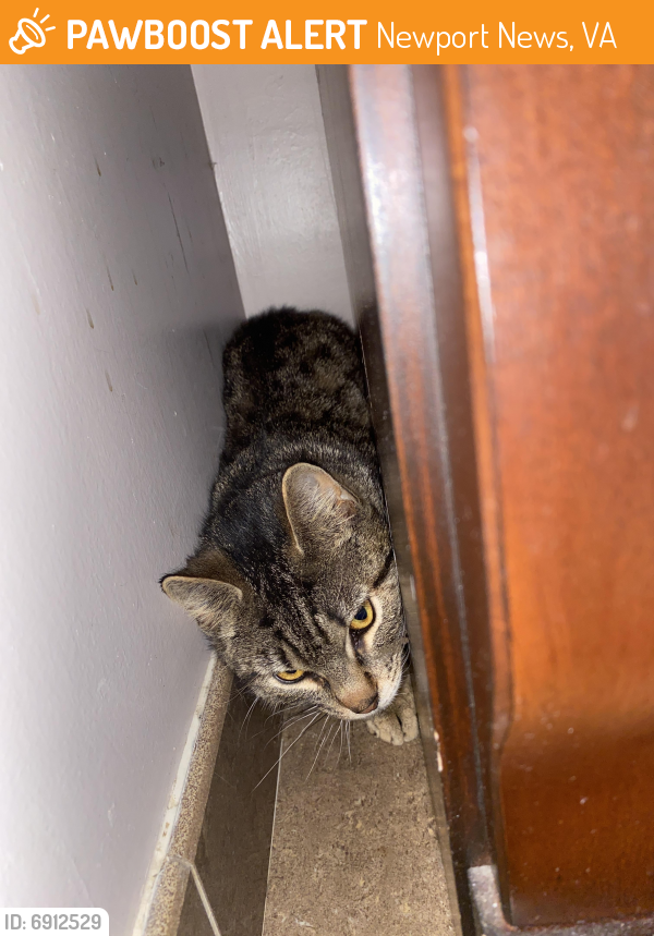 Found/Stray Unknown Cat last seen Huxley Place near Nettles, Newport News, VA 23606
