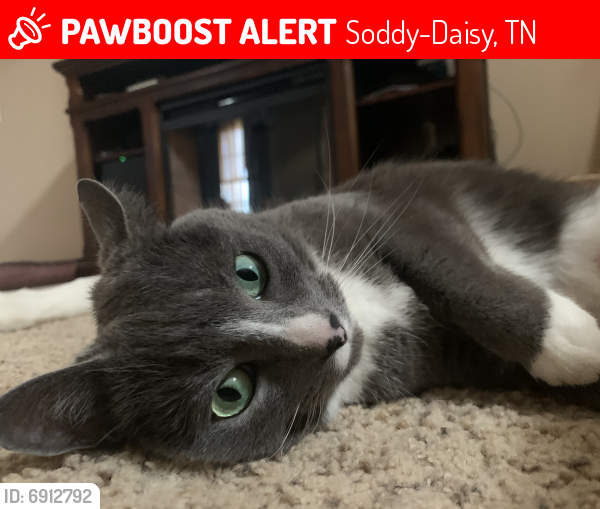 Lost Female Cat last seen Steve’s landing, Soddy-Daisy, TN 37379