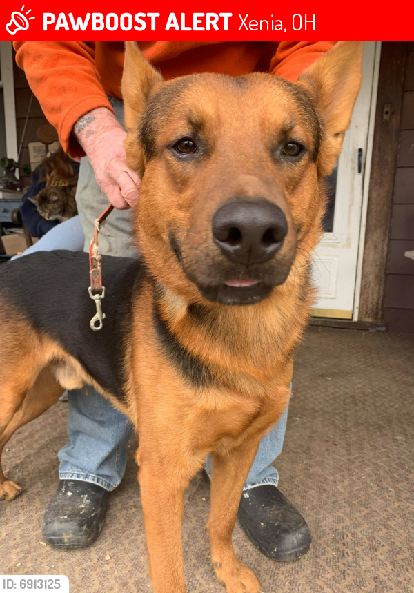 Lost Male Dog last seen Sims Dr and 3rd St, Xenia, OH 45385