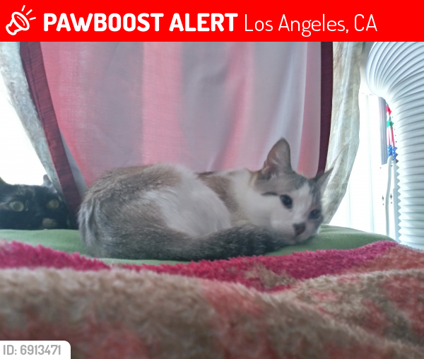 Lost Female Cat last seen W C St,Wilmington, CA 90744, Los Angeles, CA 90744