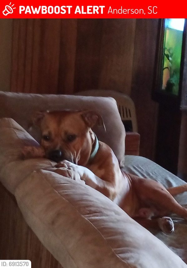 Lost Male Dog last seen Amber drive @snow road & hwy 29 north, Anderson, SC 29621