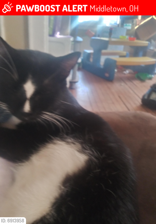 Lost Male Cat last seen Near Queen ave Middletown Ohio, Middletown, OH 45044
