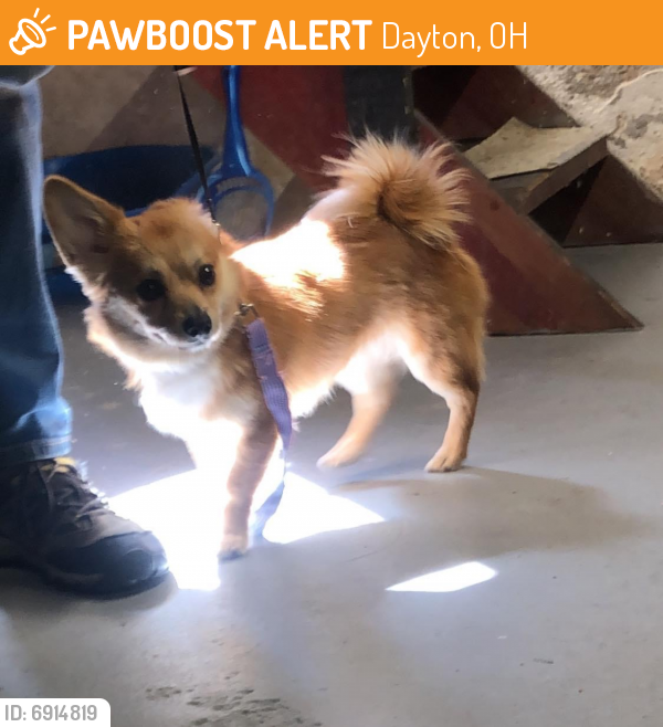 Found/Stray Male Dog last seen North main and Hillcrest, Dayton, OH 45415