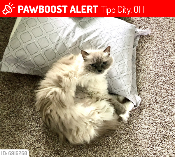 Lost Female Cat last seen Near silver linden dr tipp city, oh 45371, Tipp City, OH 45371