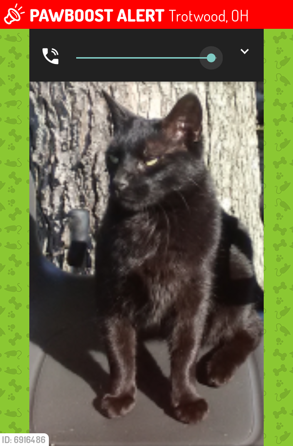 Lost Male Cat last seen Westbrook, Trotwood, OH 45426
