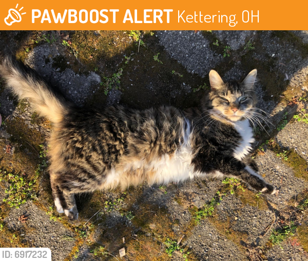 Found/Stray Unknown Cat last seen Far Hills and Winding Way, Kettering, OH 45429