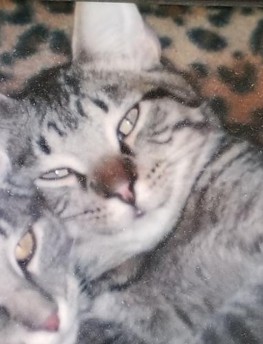 Lost Male Cat last seen Near South Katie Drive, Oak Creek, WI 53154