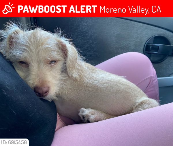 Lost Male Dog last seen Near Perris Blvd, Moreno Valley, CA 92551by the arco, Moreno Valley, CA 92557