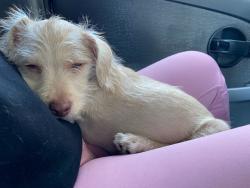Lost Male Dog last seen Near Perris Blvd, Moreno Valley, CA 92551by the arco, Moreno Valley, CA 92557