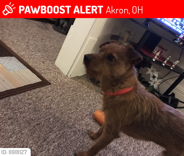 Lost Male Dog last seen Talmade rd , Akron, OH 44310